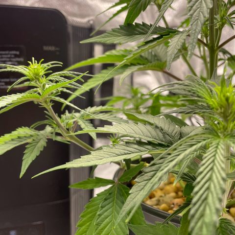 Banana Purple Punch Auto growlog photo: Watered with nuets FF trio 