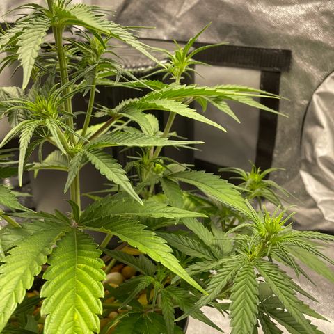 Banana Purple Punch Auto growlog photo: Watered with nuets FF trio 