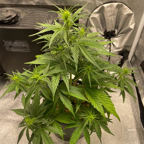 Banana Purple Punch Auto growlog timeline photo