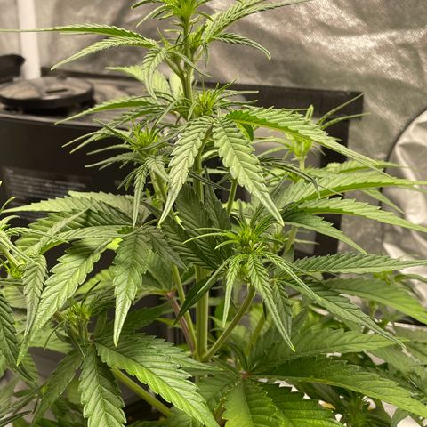 Banana Purple Punch Auto growlog photo: Watered with nuets FF trio 