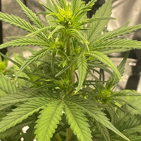 Banana Purple Punch Auto growlog photo: Shut humidifier off a/c on 72 f 
