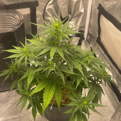 Banana Purple Punch Auto growlog photo: Shut humidifier off a/c on 72 f 