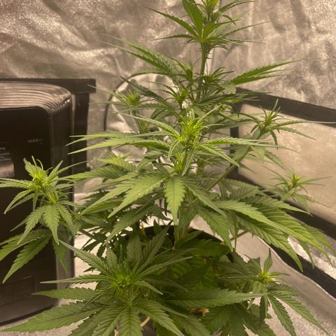 Banana Purple Punch Auto growlog photo: Water and calmag