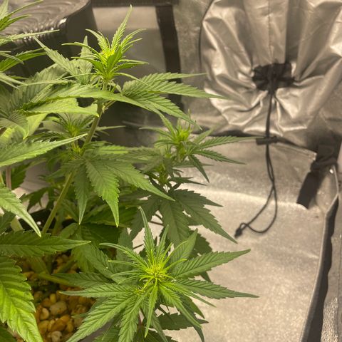 Banana Purple Punch Auto growlog photo: Water and calmag