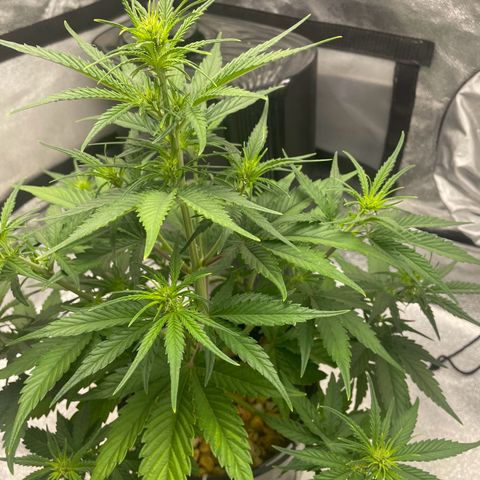 Banana Purple Punch Auto growlog photo: Water and calmag