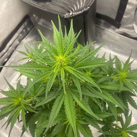 Banana Purple Punch Auto growlog photo: Water and calmag