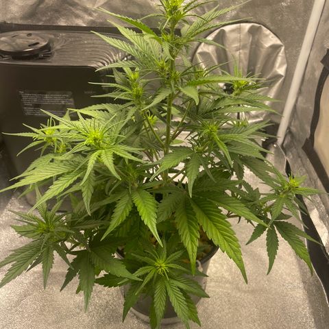 Banana Purple Punch Auto growlog photo: Water and calmag