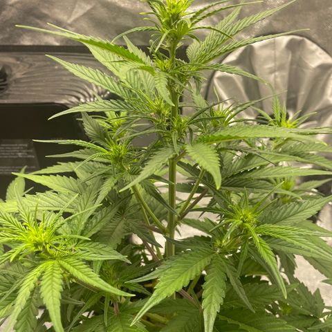 Banana Purple Punch Auto growlog photo: Water and calmag