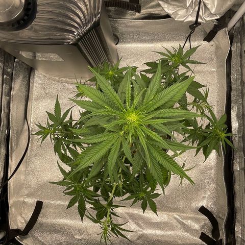 Banana Purple Punch Auto growlog photo: More LST and some water