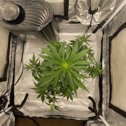 Banana Purple Punch Auto growlog photo: More LST and some water