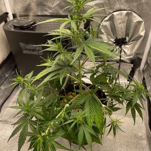 Banana Purple Punch Auto growlog photo: More LST and some water