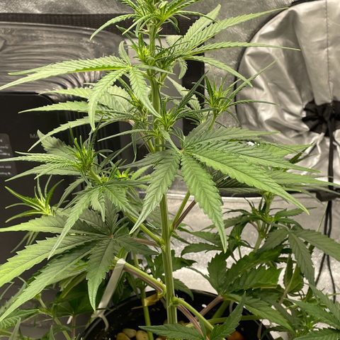 Banana Purple Punch Auto growlog photo: More LST and some water