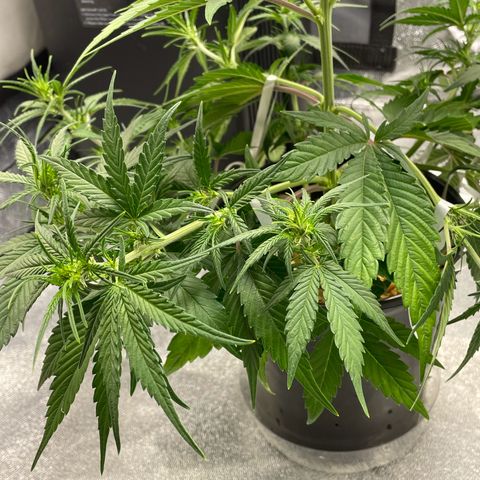 Banana Purple Punch Auto growlog photo: More LST and some water