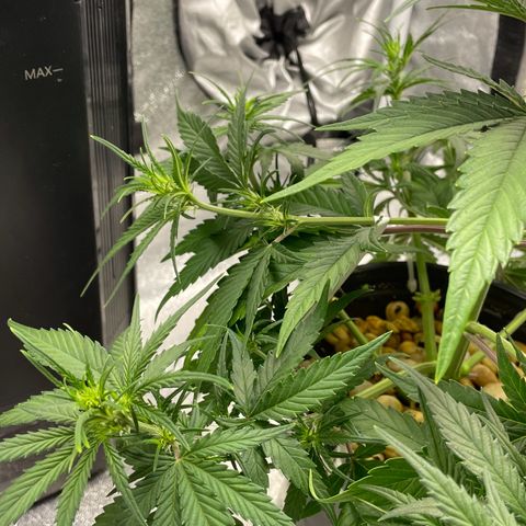 Banana Purple Punch Auto growlog photo: More LST and some water