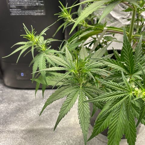 Banana Purple Punch Auto growlog photo: More LST and some water