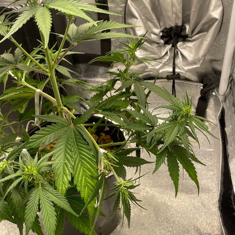 Banana Purple Punch Auto growlog photo: More LST and some water