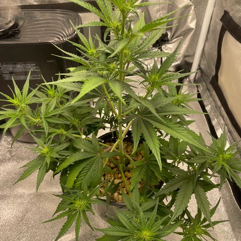 Banana Purple Punch Auto growlog timeline photo