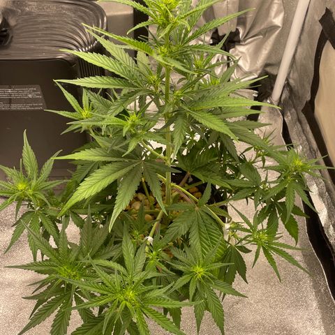 Banana Purple Punch Auto growlog timeline photo
