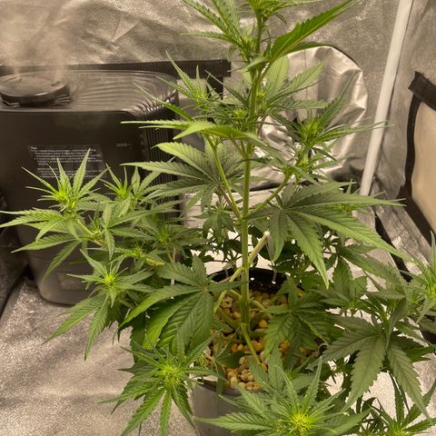 Banana Purple Punch Auto growlog timeline photo