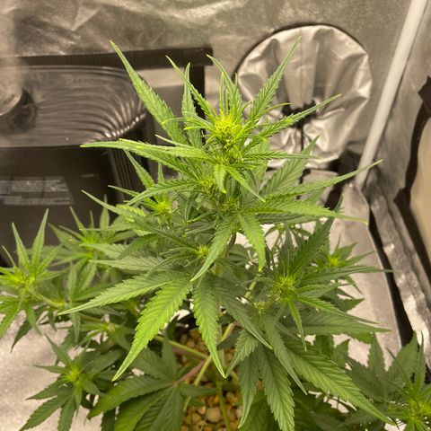 Banana Purple Punch Auto growlog timeline photo