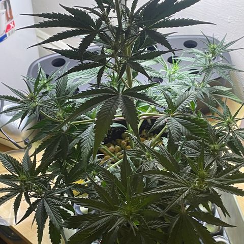 Banana Purple Punch Auto growlog photo: Watered with Fox farms trio 