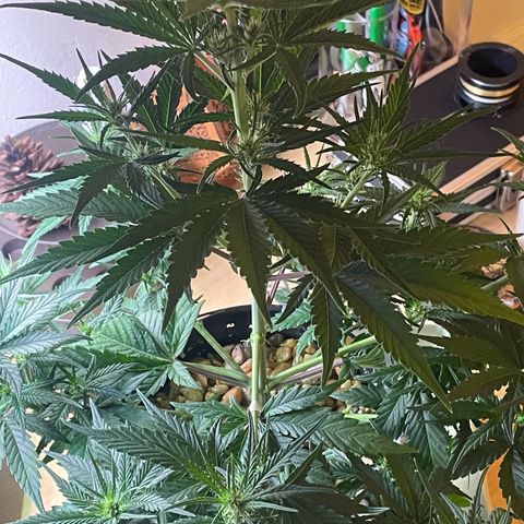 Banana Purple Punch Auto growlog photo: Watered with Fox farms trio 