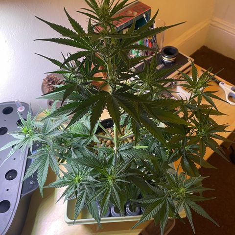 Banana Purple Punch Auto growlog photo: Watered with Fox farms trio 
