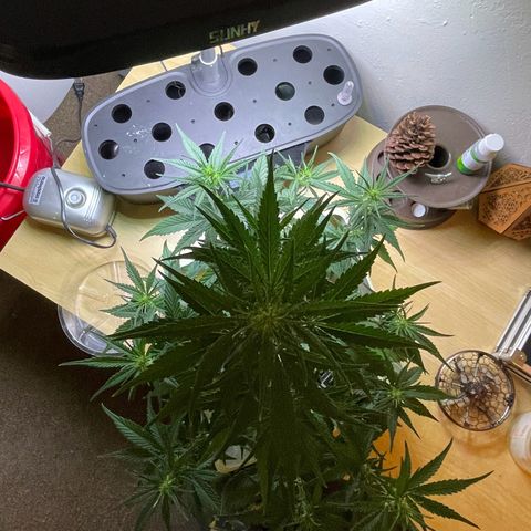 Banana Purple Punch Auto growlog photo: Watered with Fox farms trio 