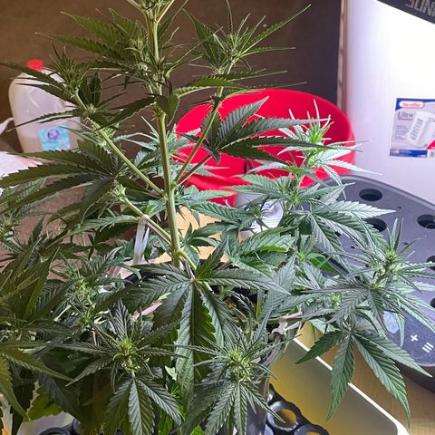 Banana Purple Punch Auto growlog photo: Watered with Fox farms trio 