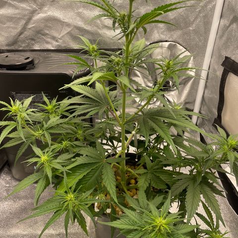 Banana Purple Punch Auto growlog timeline photo