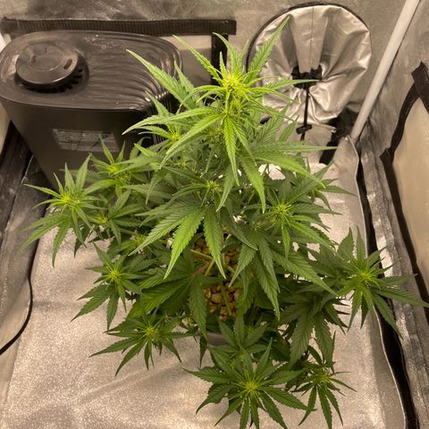Banana Purple Punch Auto growlog timeline photo