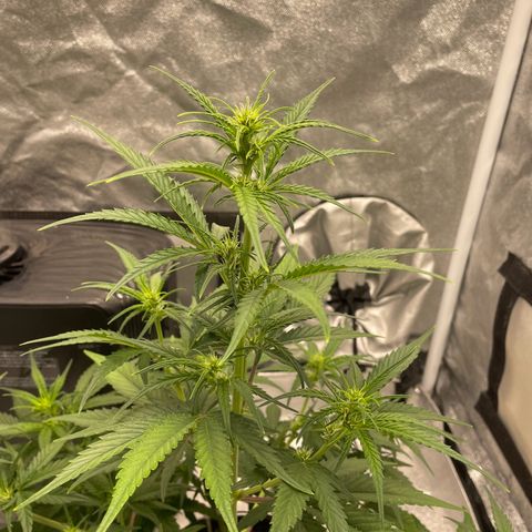 Banana Purple Punch Auto growlog timeline photo
