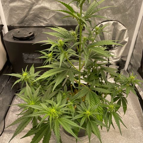Banana Purple Punch Auto growlog timeline photo