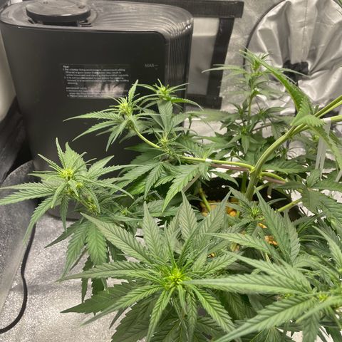 Banana Purple Punch Auto growlog photo: LST