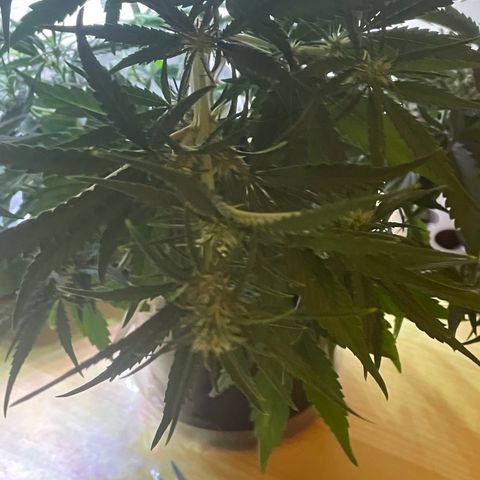 Banana Purple Punch Auto growlog photo: LST