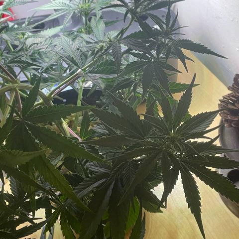 Banana Purple Punch Auto growlog photo: LST