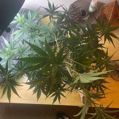 Banana Purple Punch Auto growlog photo: LST