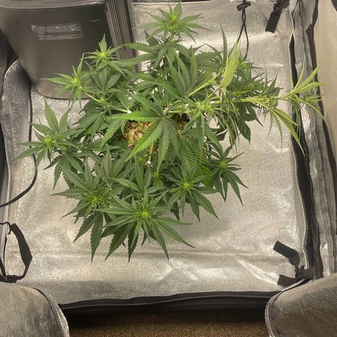 Banana Purple Punch Auto growlog photo: LST
