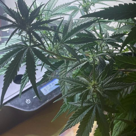 Banana Purple Punch Auto growlog photo: LST