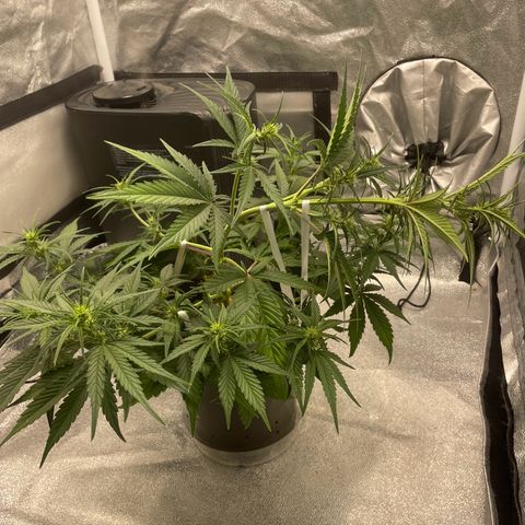 Banana Purple Punch Auto growlog photo: LST