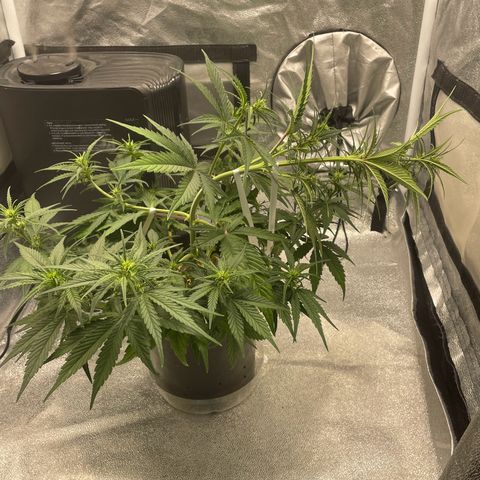 Banana Purple Punch Auto growlog photo: LST