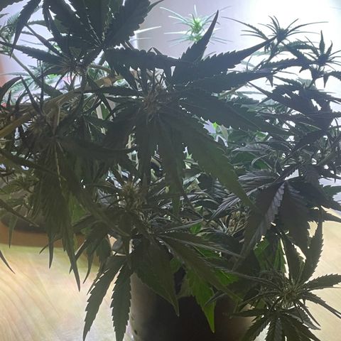 Banana Purple Punch Auto growlog photo: LST