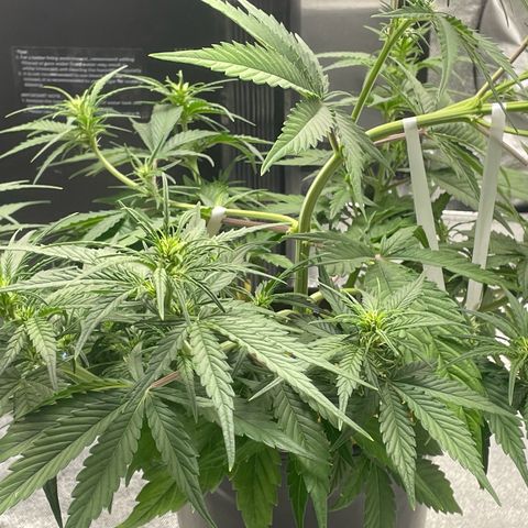 Banana Purple Punch Auto growlog photo: LST