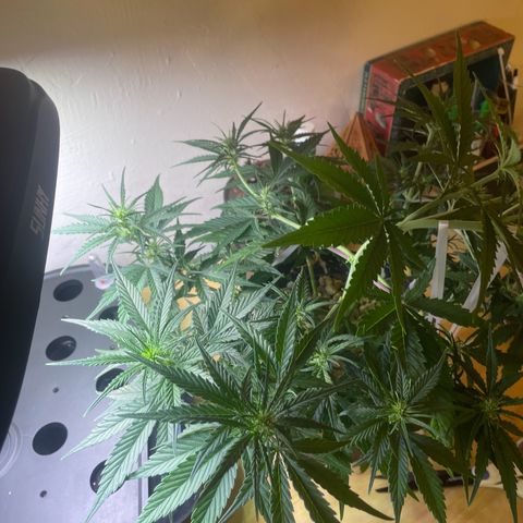 Banana Purple Punch Auto growlog photo: Final LST