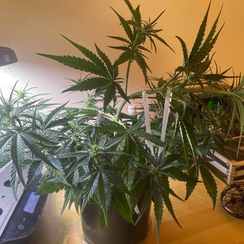 Banana Purple Punch Auto growlog photo: Final LST