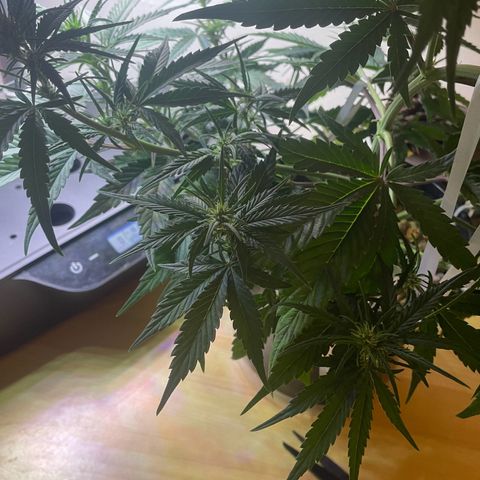 Banana Purple Punch Auto growlog photo: Final LST