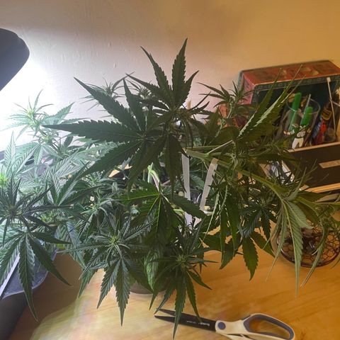 Banana Purple Punch Auto growlog photo: Final LST