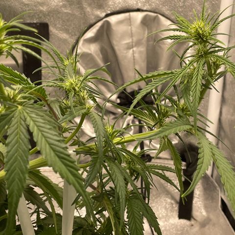 Banana Purple Punch Auto growlog photo: LST 5 hours go by and they’re already reaching for light