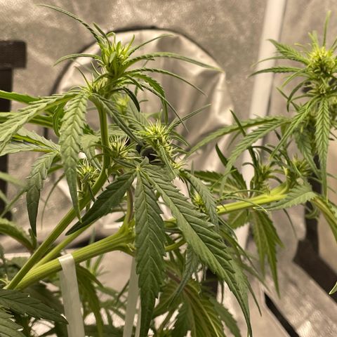 Banana Purple Punch Auto growlog timeline photo