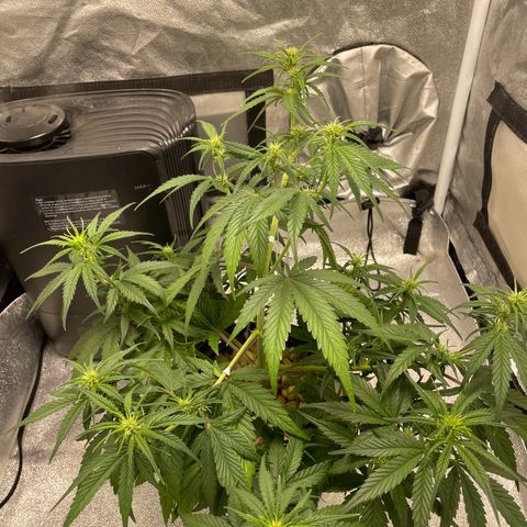 Banana Purple Punch Auto growlog timeline photo